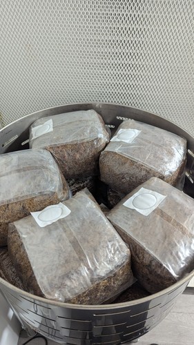 Master mix substrate - mix,